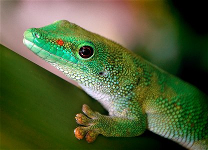 Madagascar day gecko photo