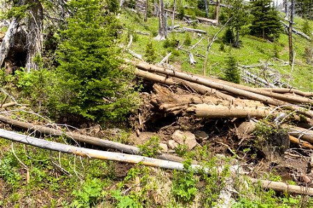 Yellowstone flood event 2022: Bliss Pass Trail debris