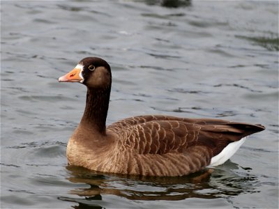 Goose photo