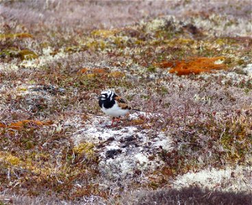 Ruddy Turnstone