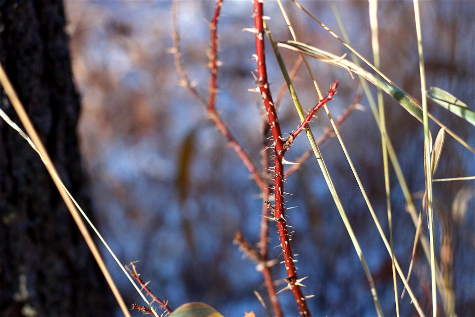 2021/365/317 Wild as a WIld Rose in Winter