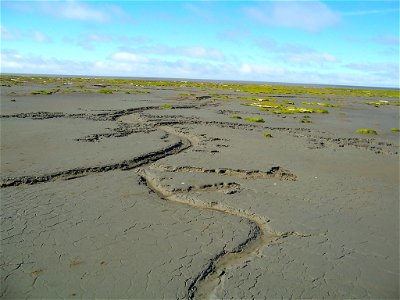 Mudflat on coastal zone photo