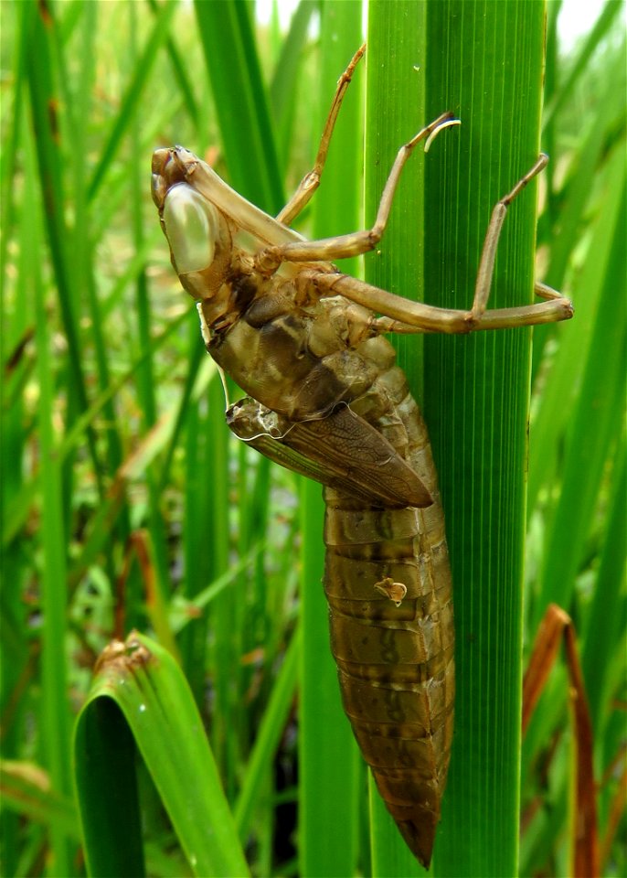 Dragonfly Transformation