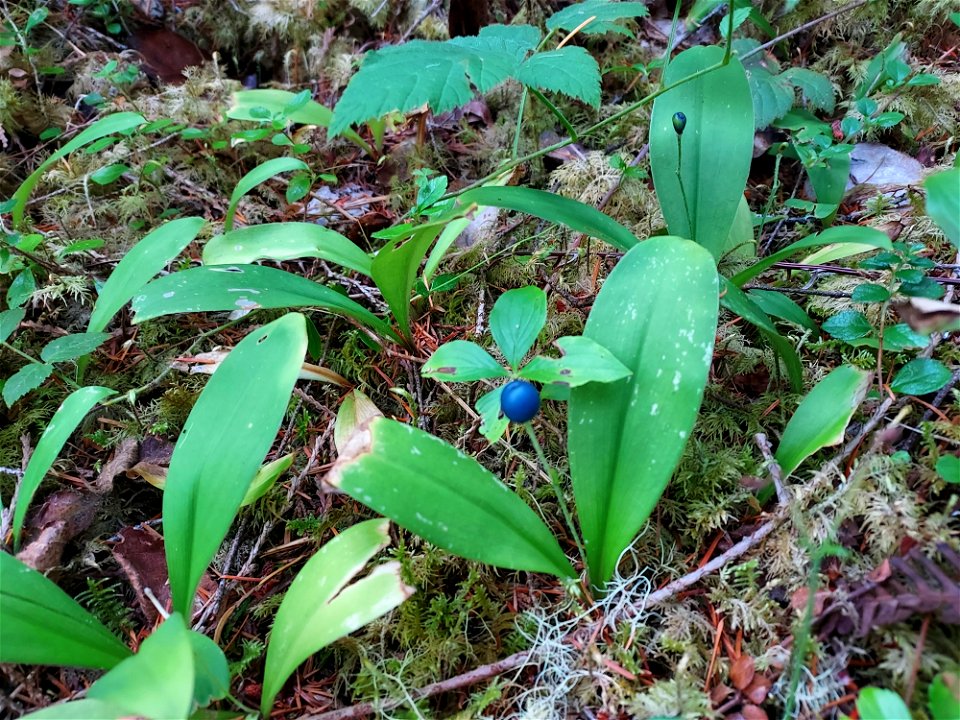 Queen's cup berry, Mt. Baker-Snoqualmie National Forest. Photo by Anne Vassar Aug. 10, 2021.