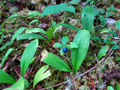 Queen's cup berry, Mt. Baker-Snoqualmie National Forest. Photo by Anne Vassar Aug. 10, 2021.