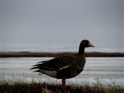 White fronted goose photo