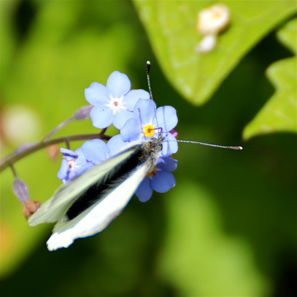 Large White photo