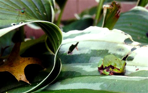 Gray Tree Frog