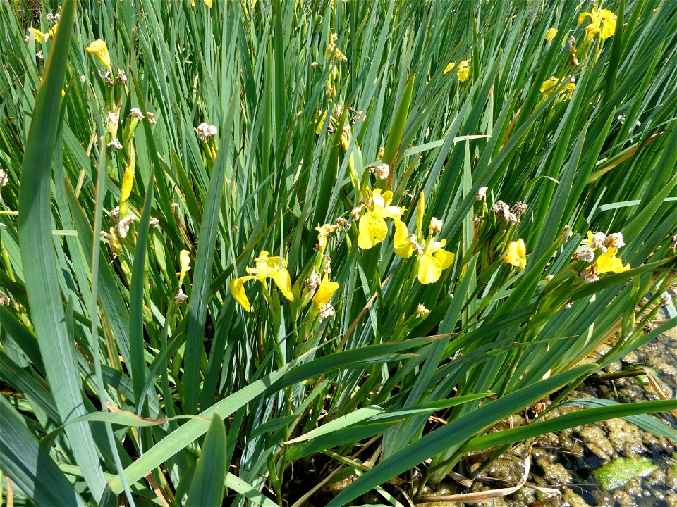 Iris pseudacorus L., 1753