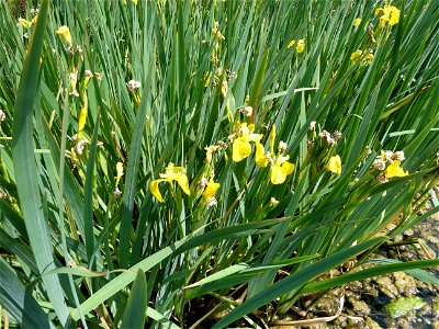 Iris pseudacorus L., 1753