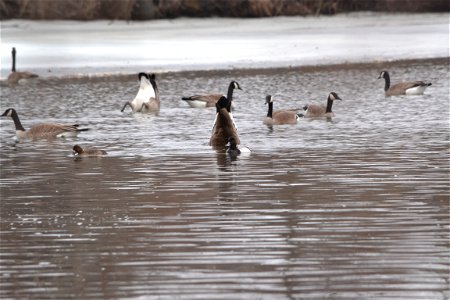 Canada Geese and Greater Scaup photo
