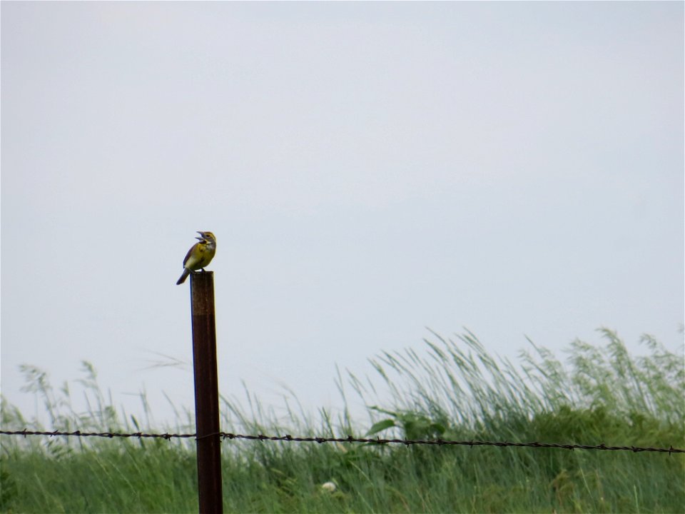Dickcissel on a Fencepost in Karl E. Mundt National Wildlife Refuge