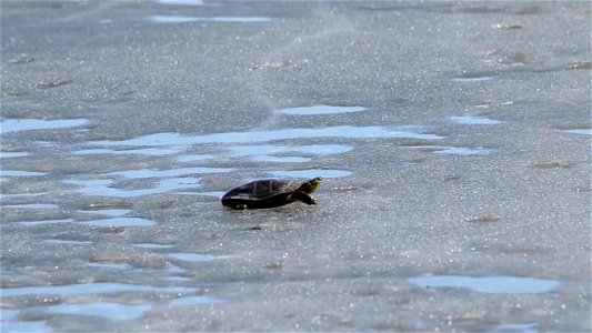 Turtle on Ice photo