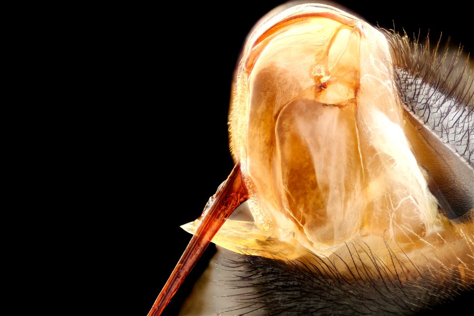 Apis mellifera, f, close up sting and sack, Phil Frank_2021-10-07-18.32.41 ZS PMax UDR copy