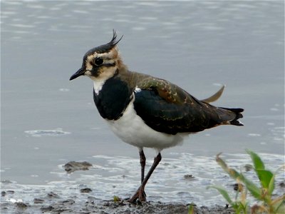 Adult Lapwing.