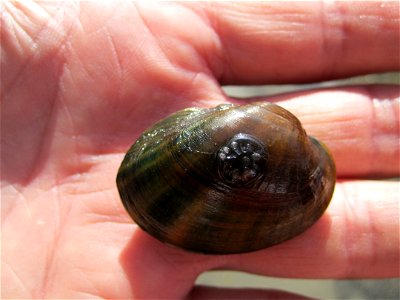 Higgins Eye Pearlymussel