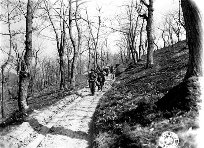 SC 270866 - Mules carry supplies for the 3rd Bn., 87th Inf. Regt., 10th Mtn. Div., going up the road towards Tole, Italy. 16 April, 1945. photo