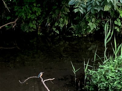 Kingfisher on Ochiai River in Chuocho, Higashikurume-shi