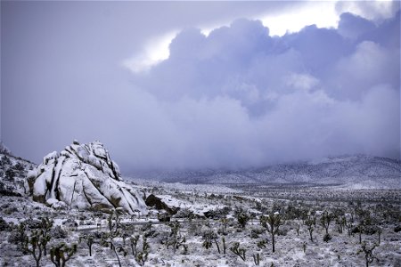 Snow over a field of Joshua tree under cloudy skies