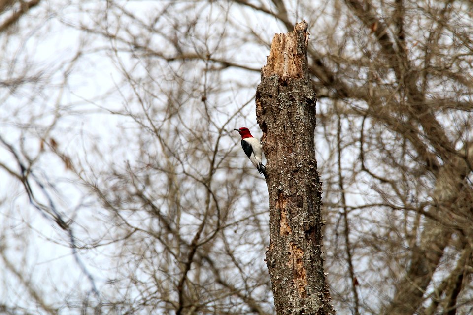 Red-headed Woodpecker