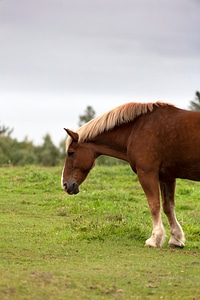 Horse Countryside photo