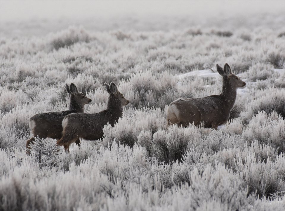 Mule deer at Seedskadee National Wildlife Refuge