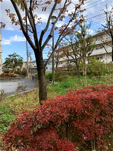 Saiwaicho Higashikurume-shi in November