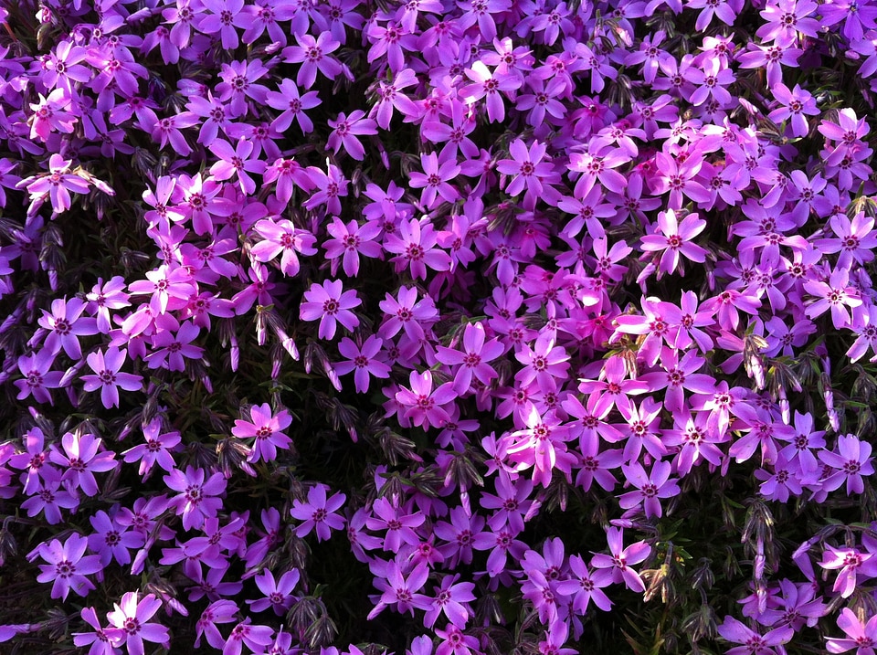 Purple purple flowers background