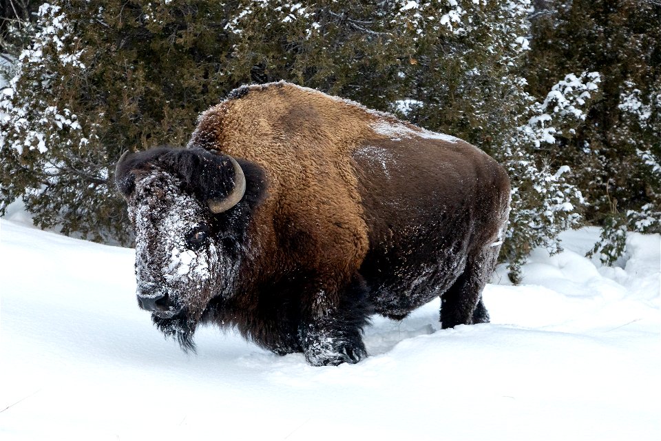 A bull bison with a snow-covered face (2)