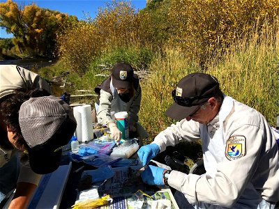 Surveying Fish Health in the Colorado River photo