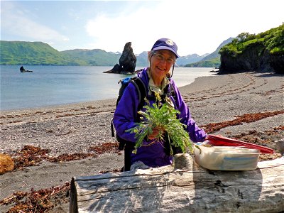 Collecting plant specimens