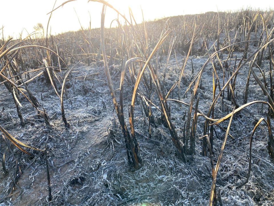 Siuslaw Oregon Dunes Prescribed Burn 2022