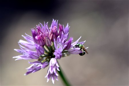 Bee collecting pollen photo