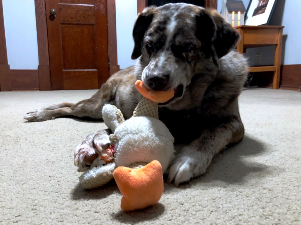 The Three Acts t of Dog Play: (3) Enactment