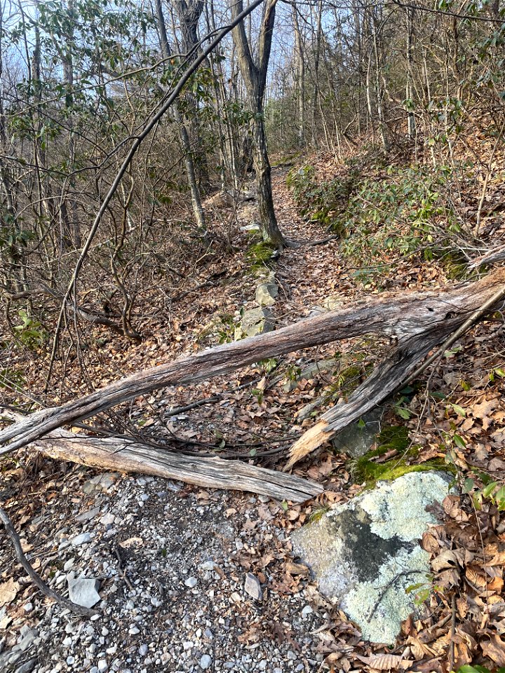Trees down on AT North
