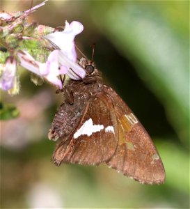 SKIPPER, CALIFORNIA SILVER-SPOTTED (Epargyreus californicus) (6-28-2021) 3800 ft, mile 7.4 clearing on jawbone rd, smith river nat rec area, del norte co, ca -01