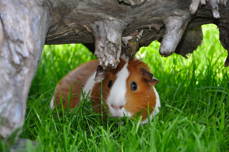 Rodent nager meadow
