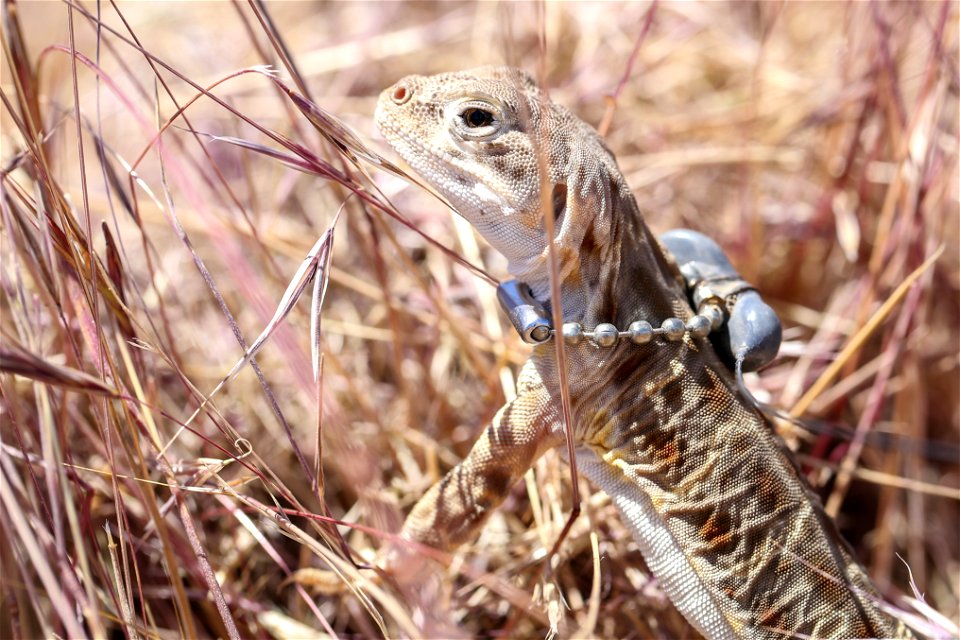 Blunt-nosed Leopard Lizard release at Panoche Plateau