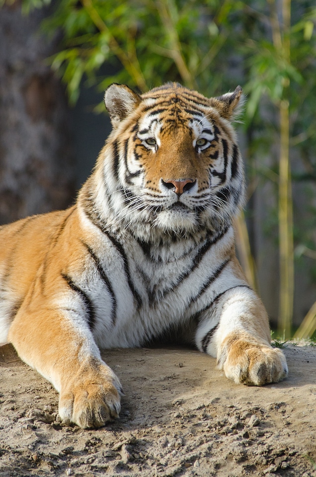 Tiger Staring photo