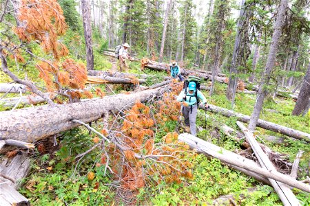 Shoshone National Forest, Sunlight Creek Trail: hiking through windfall