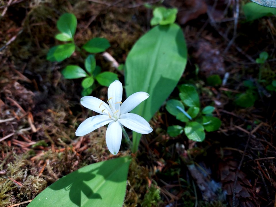 Queen's cup. Old Sauk Trail, Mt. Baker-Snoqualmie National Forest. Photo by Anne Vassar June 2, 2021.