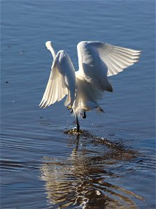 Little Egret photo