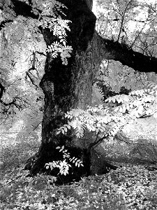 FALL COLOR IN BLACK & WHITE (2)