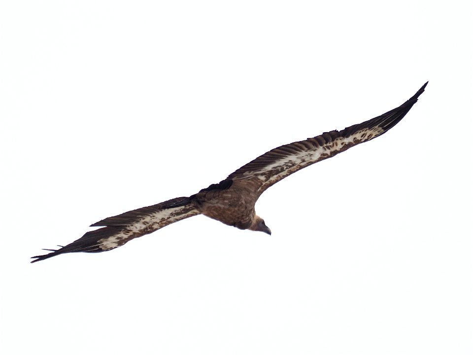 OI000330