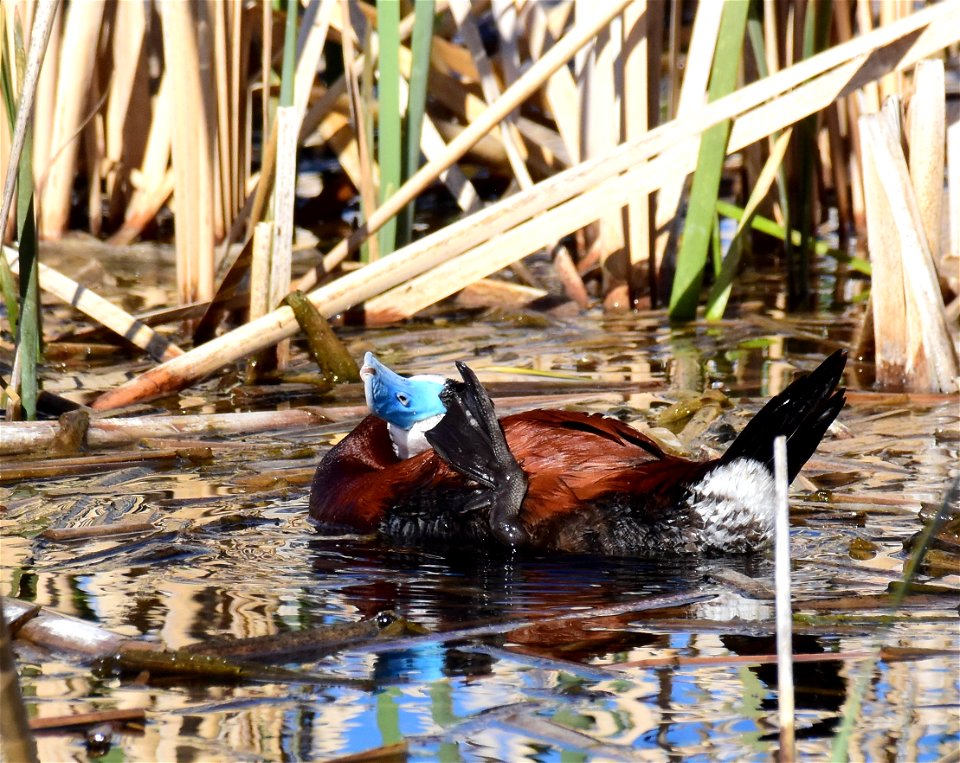 Ruddy duck at Seedskadee National Wildlife Refuge