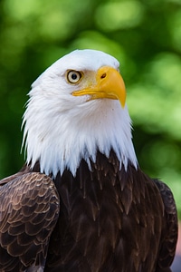 Bald Eagle Close Up photo