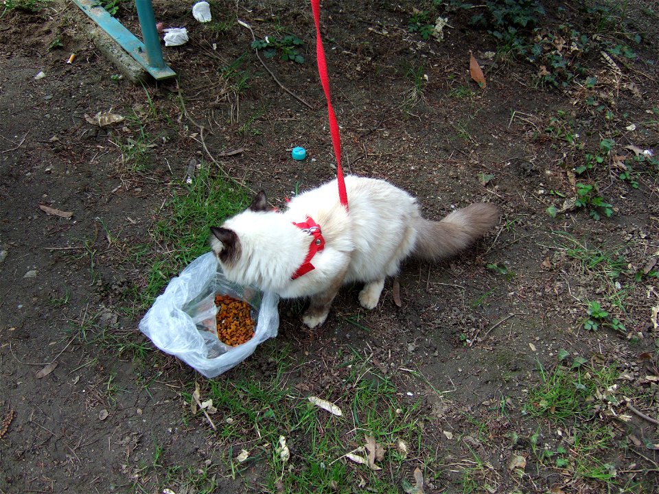 gradina botanica_118