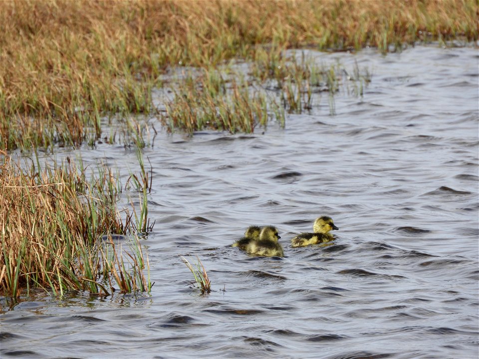 Swimming Goslings