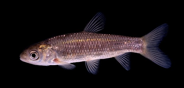 Grass Carp, Juvenile
