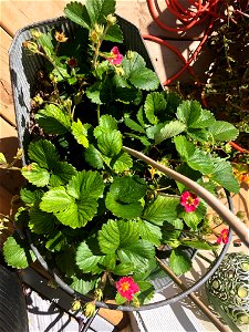 Bucket of Strawberries